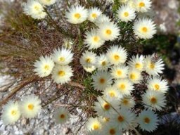 Edmondia sesamoides
